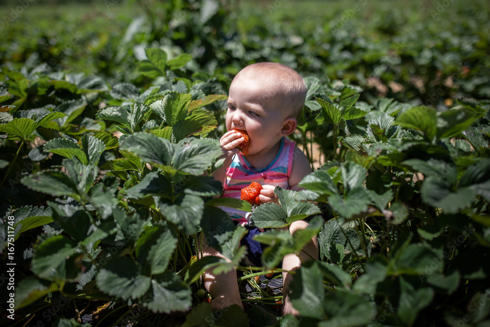 High angle view of baby girl eating strawberries while sitting in farm during summer High angle view of baby girl eating strawberries while sitting in farm during summer