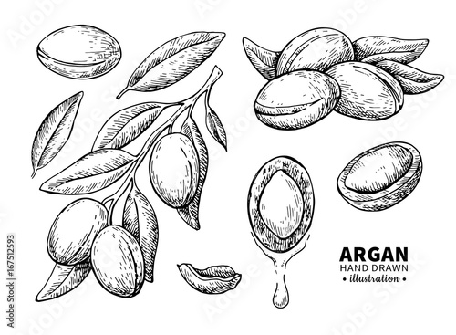 Argan vector drawing. Isolated vintage  illustration of nut. Org photo