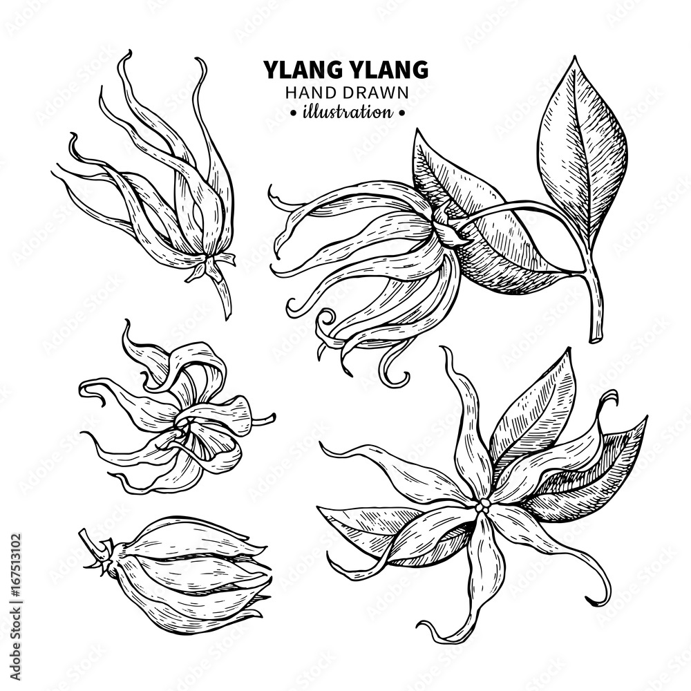 Ylang ylang vector drawing. Isolated vintage illustration of me Stock