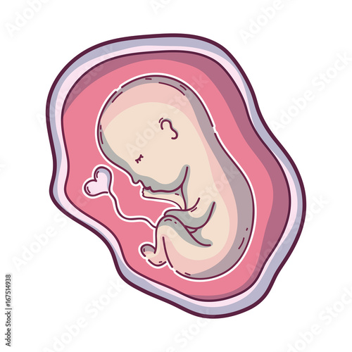 baby with umbilical cord inside uterus