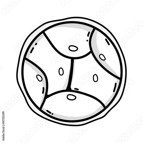 line biology genetic embryo cells division