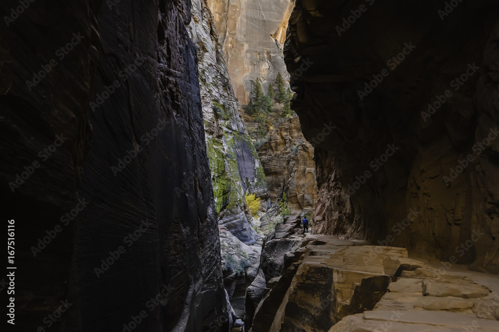 Trail through the Canyon