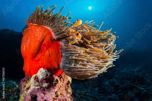 Anemonefish Seascape