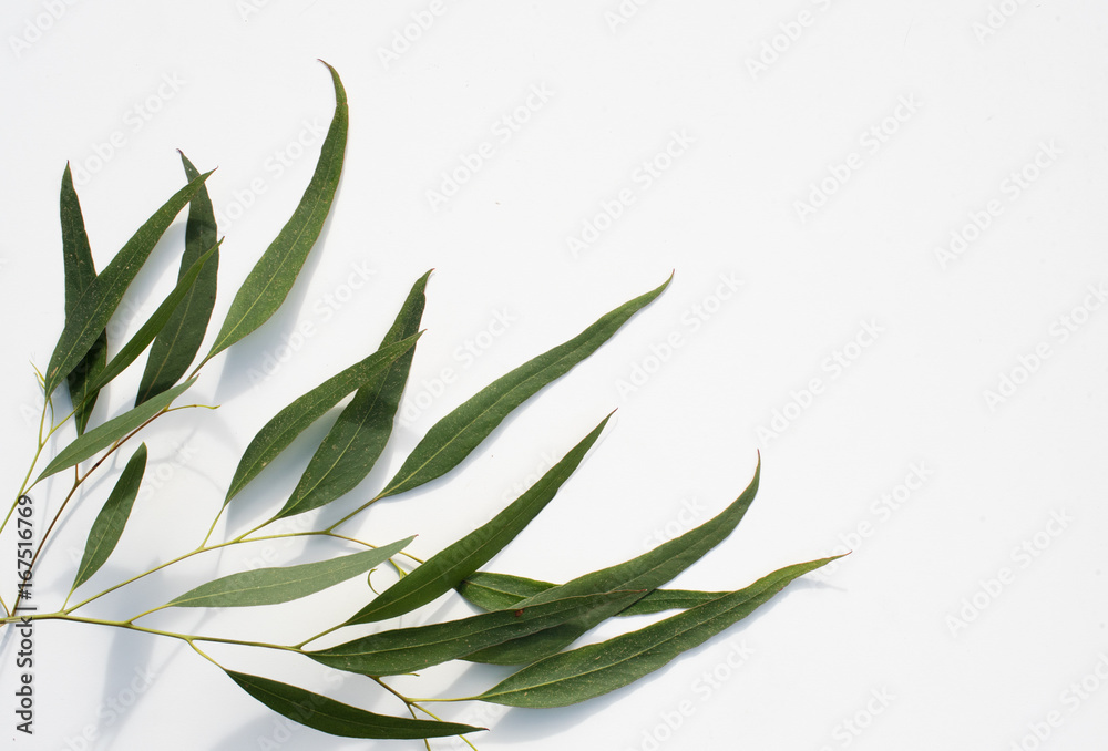 Nature background - high angle view of eucalyptus leaves on white table with shadows and copy space