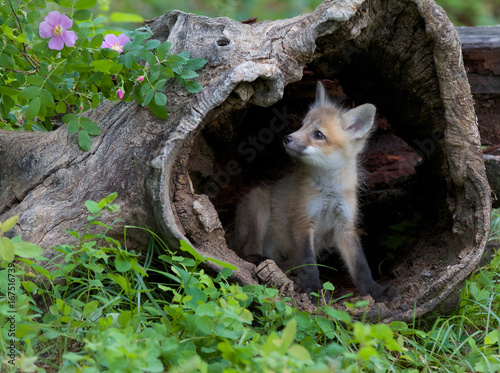 Obraz na plátně Red Fox Kit