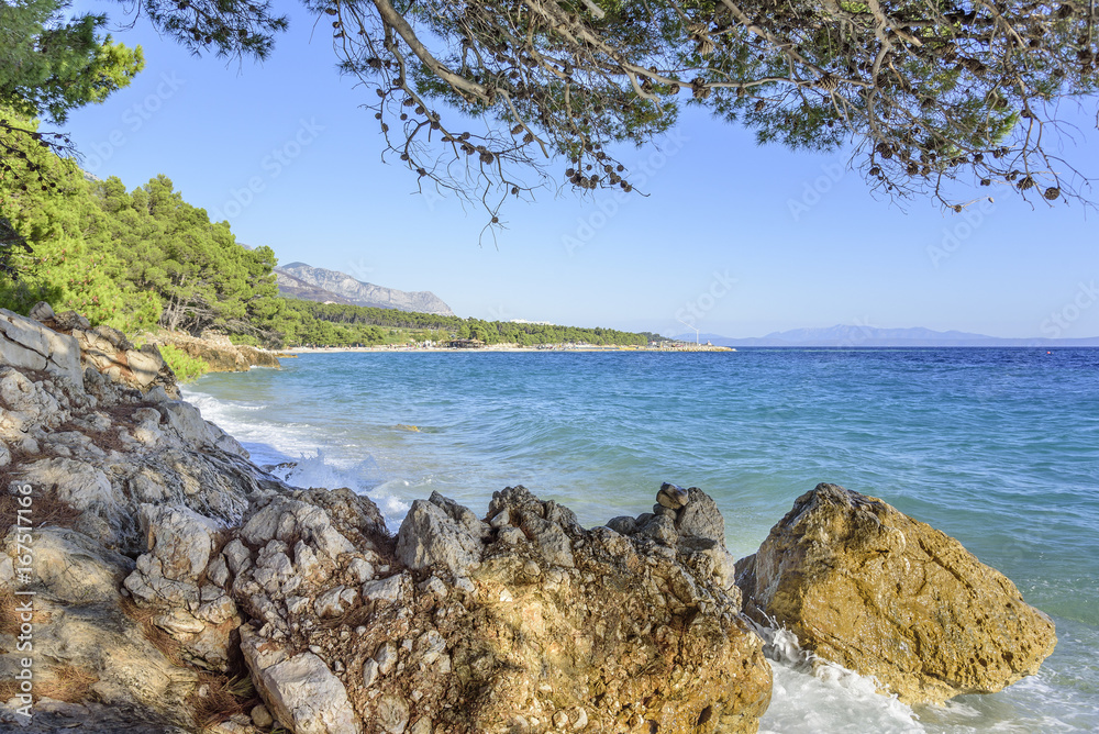 Beautiful pine trees and the shore of the blue sea in the evening. Croatia.