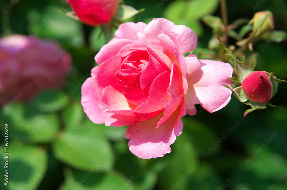 English roses garden in Sennan City, Osaka, Japan
English roses garden in Sennan City, Osaka, Japan