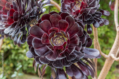 Aeonium Arboreum (Zwartkop) photo