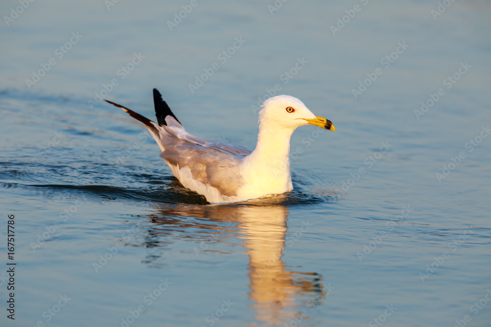 California Gull (Larus californicus) Wading in the Golden Hours. Shoreline Lake, Santa Clara County, California, USA.