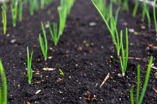 Young onion in the ground