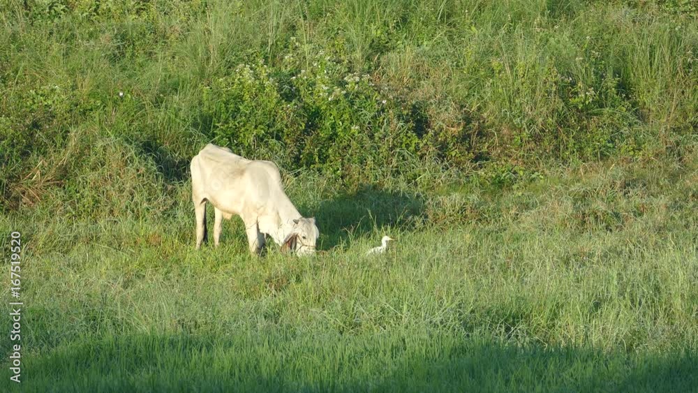 Indian cow and egret at the countryside of the Philippines Indian cow and egret at the countryside of the Philippines