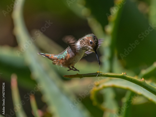 Hovering Rufous