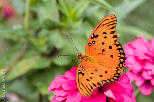 Horizontal closeup photo of a bright orange butterfly on a pink zinnia with a green background © FletchJr Photography