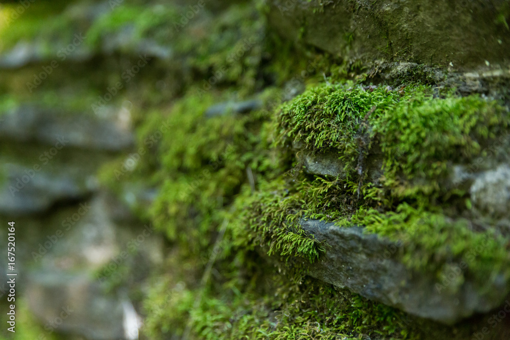 Close up of moss growing on a stone wall Close up of moss growing on a stone wall