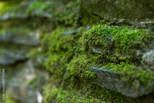 Close up of moss growing on a stone wall