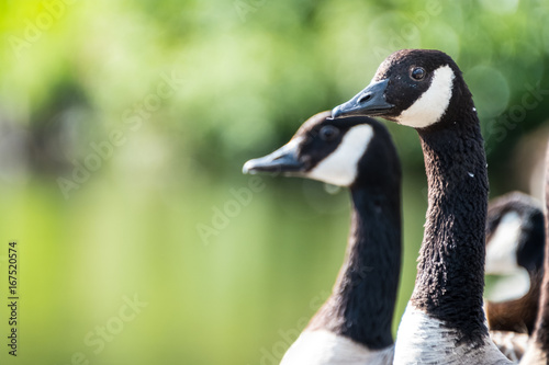 Close up headshot of a few Canada geese