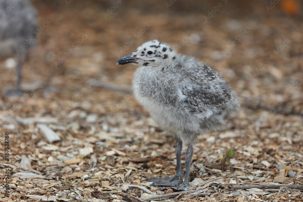 Obraz premium Western Gull Chick (Larus occidentalis) in California. USA
