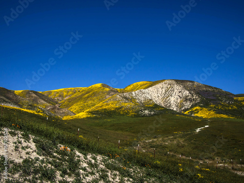 Mountain covered with wild yellow flower blooming field