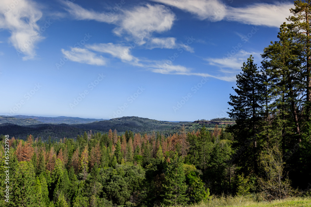 Landscape of dead and dying conifers in the Sierra Nevadas due to drought and beetle kill