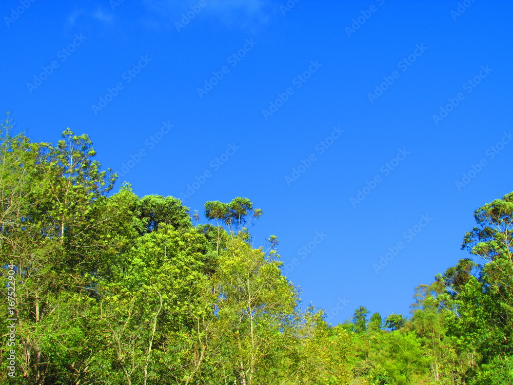 Obraz premium cielo azul y arboles