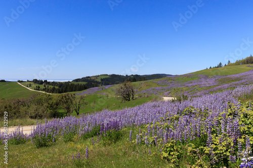 Scenic fields of purple lupine wildflowers lining a rural dirt road