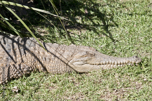 fresh water crocodile