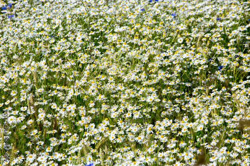 Background of blossom flowers, field of daisy