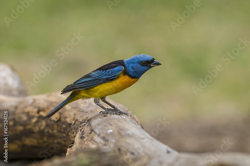 Blue-and-yellow tanager