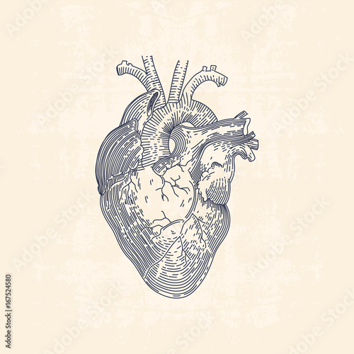 heart