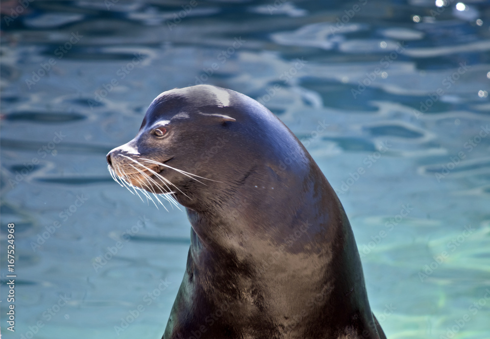 Naklejka premium seal