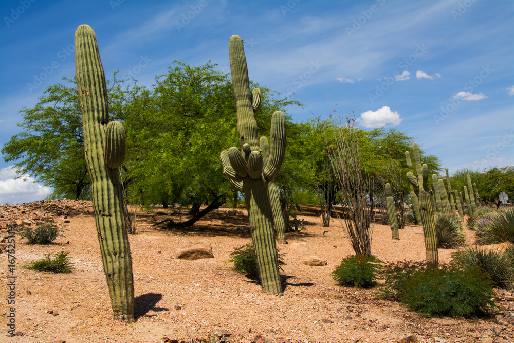 Cacti in Arizona