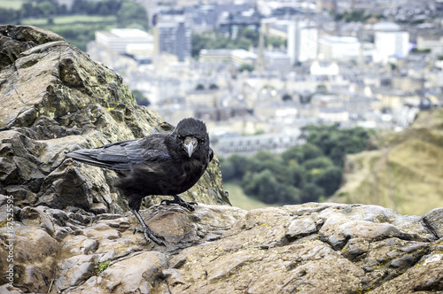 A crow at Arthur's Seat photo