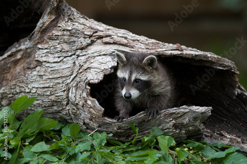 Photography Baby Raccoon