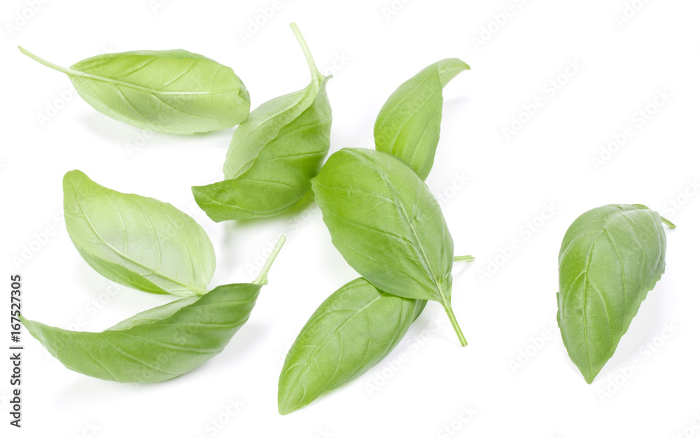 Fototapeta premium sweet basil herb leaves isolated on white background. Genovese basil leaf.