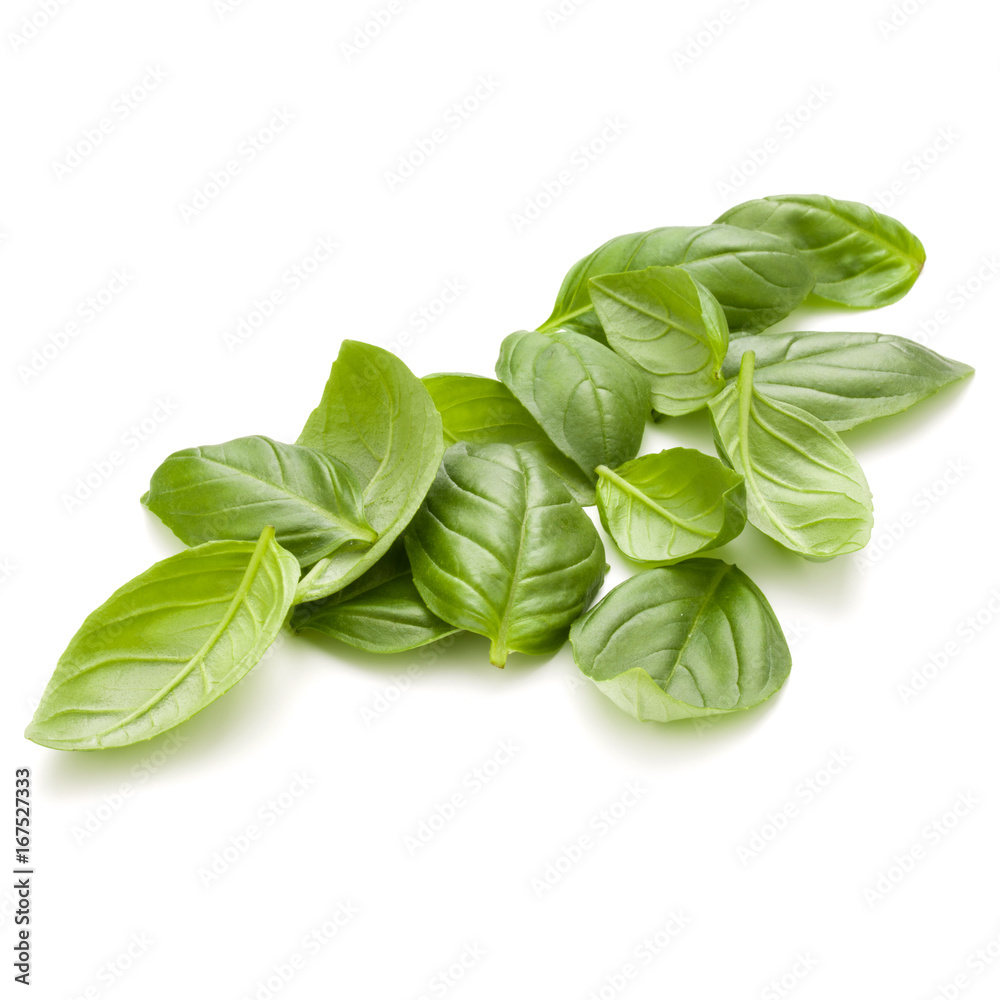 Sweet basil herb leaves handful isolated on white background closeup Sweet basil herb leaves handful isolated on white background closeup