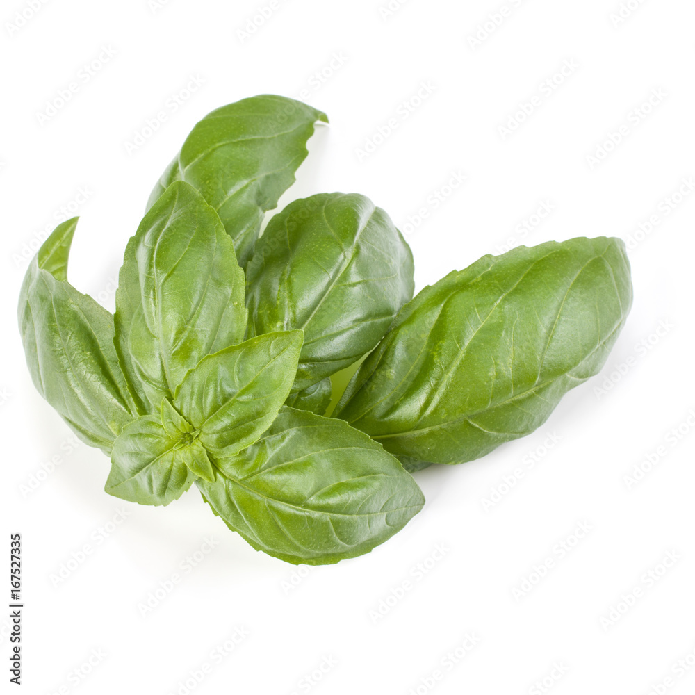 sweet basil herb leaves isolated on white background. Genovese basil leaf. sweet basil herb leaves isolated on white background. Genovese basil leaf.