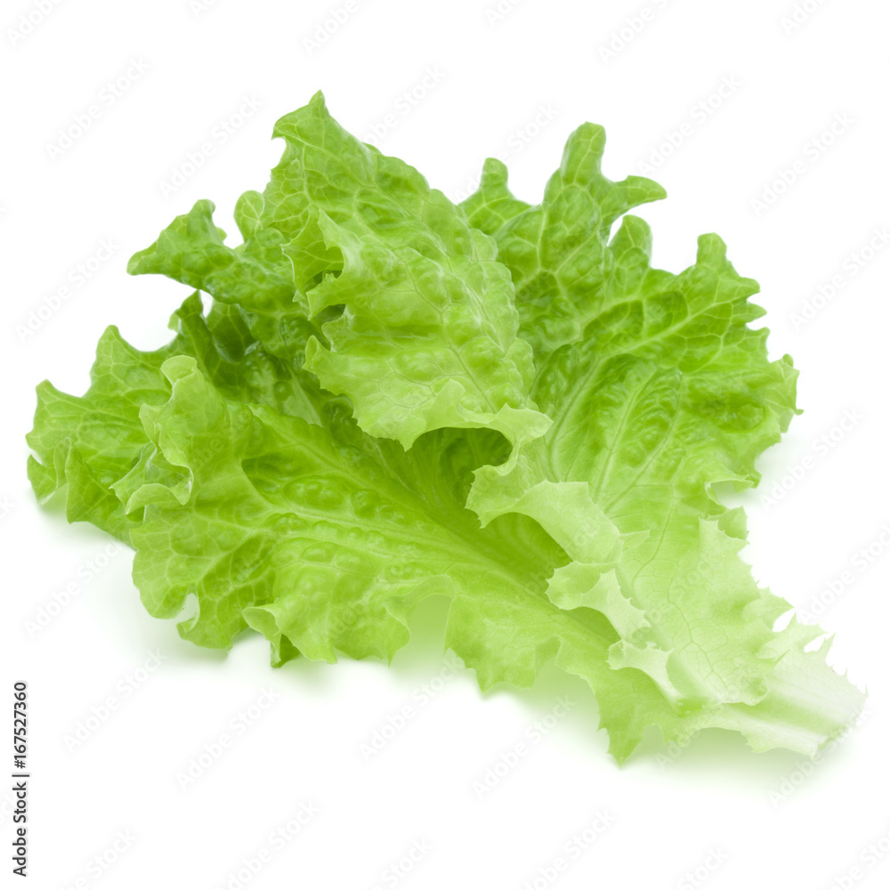 fresh green lettuce salad leaves isolated on white background fresh green lettuce salad leaves isolated on white background