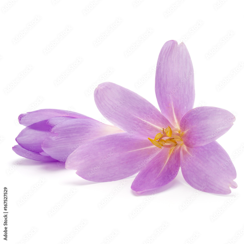 lilac crocus flowers isolated on white background