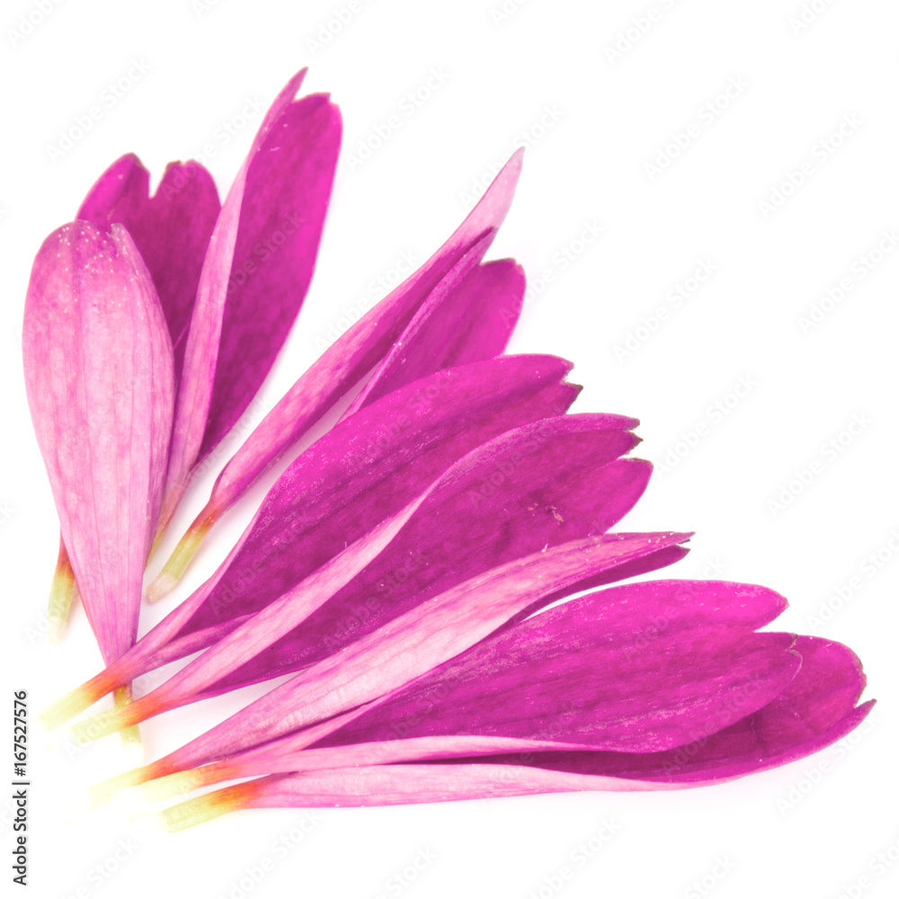 Lilac chrysanthemum flower petals isolated on white background