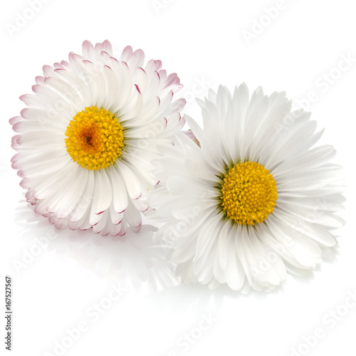 Beautiful daisy flowers isolated on white background cutout