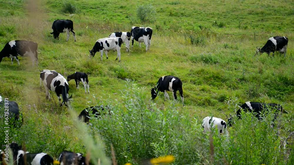 Herd of cows grazing on meadows. Factory farming in the village. Summer rural views of the cow in the paddock. Animal farm provides a natural diet of people.