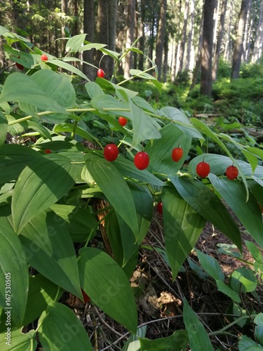 red berries