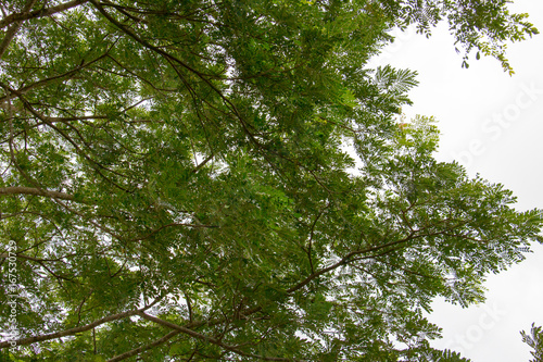 green leaf of treetop and branch with sky