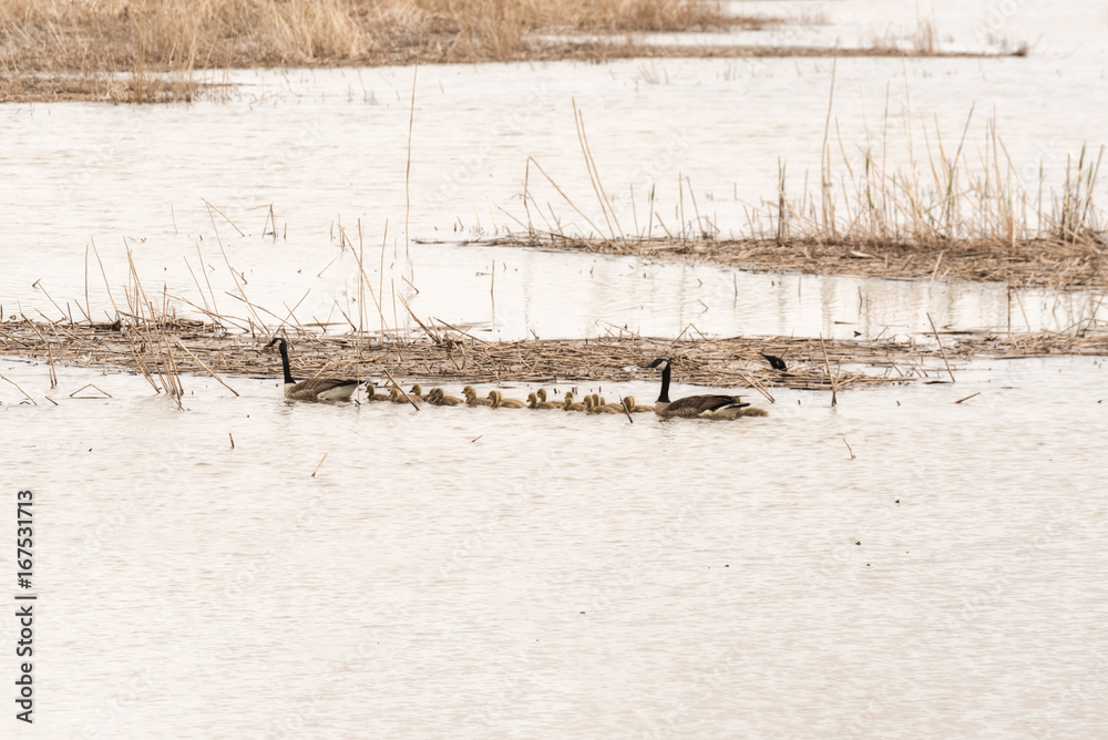 Candian or Canada Geese WIth Goslings Swimming on the river Candian or Canada Geese WIth Goslings Swimming on the river