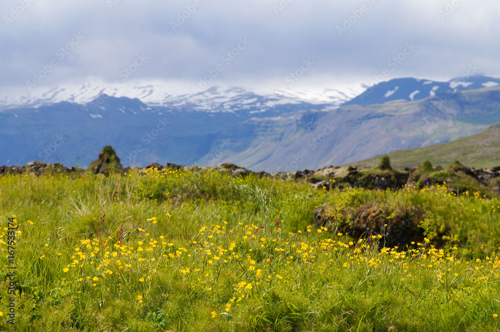 Beautiful yellow flowers in summer,Iceland