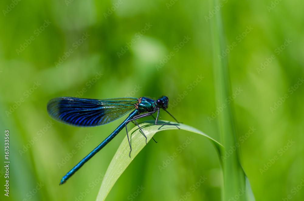 Dragonfly macro detail