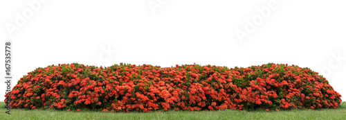Red Ixora coccinea hedge in a park with clipping path