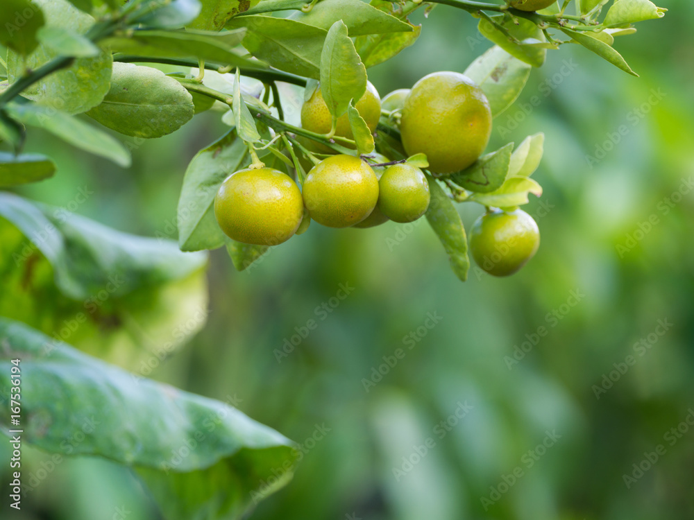 Kumquats Hanging in The Garden