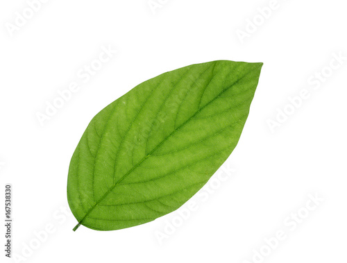 green leaf isolated on white background, File contains a clipping path.