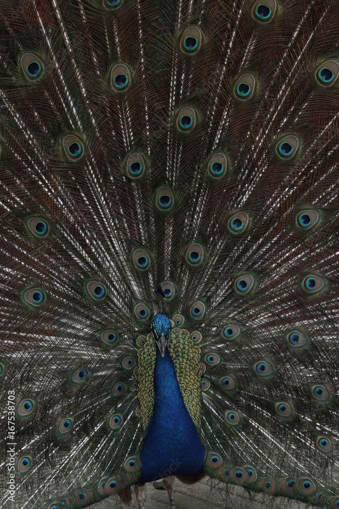 Obraz premium Peacock